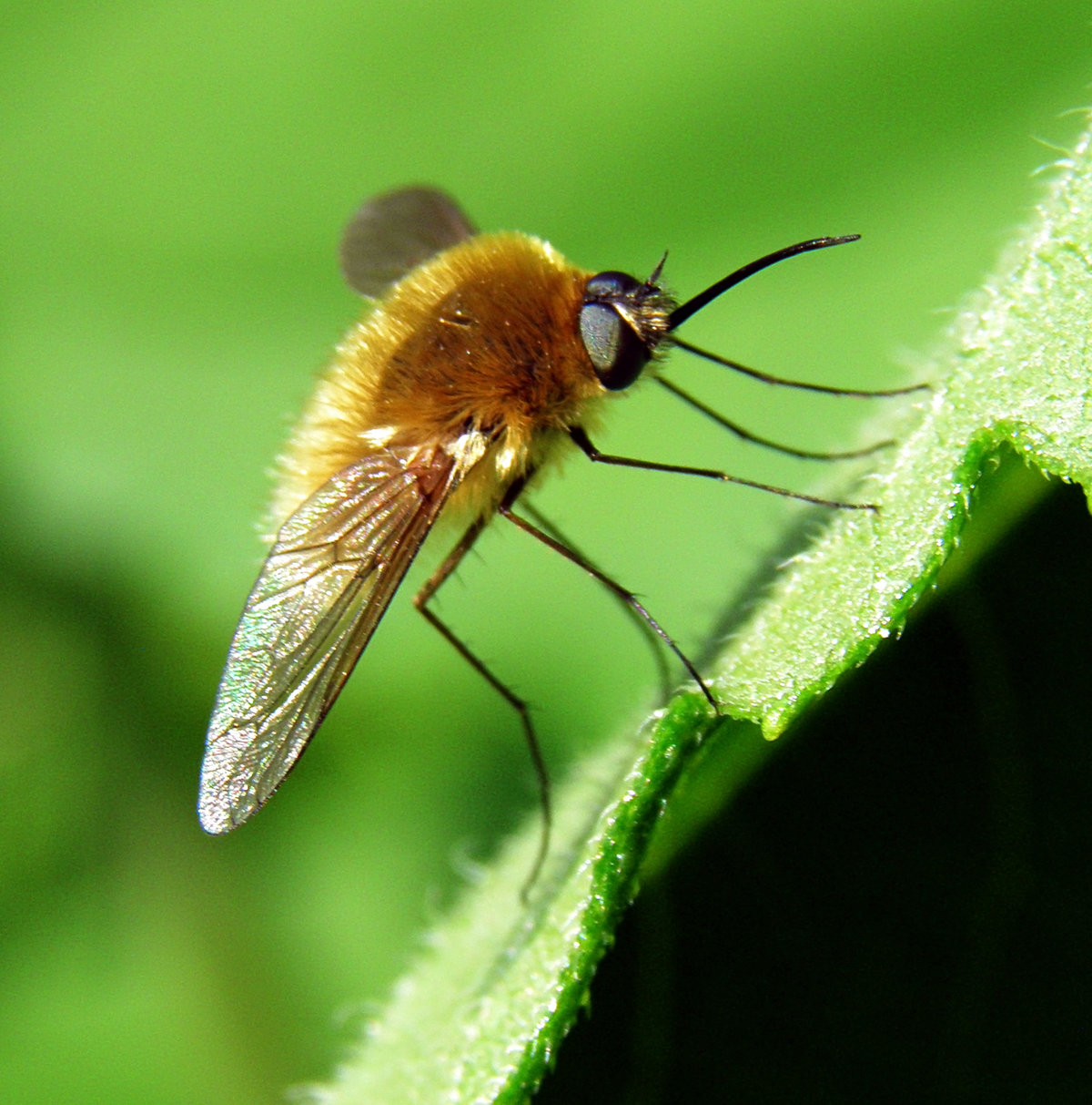 Bombylius Муха