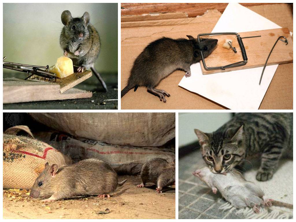 Что делать, если в доме появились крысы