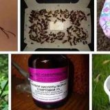 Как избавиться от муравьев в теплице: препараты, народные средства