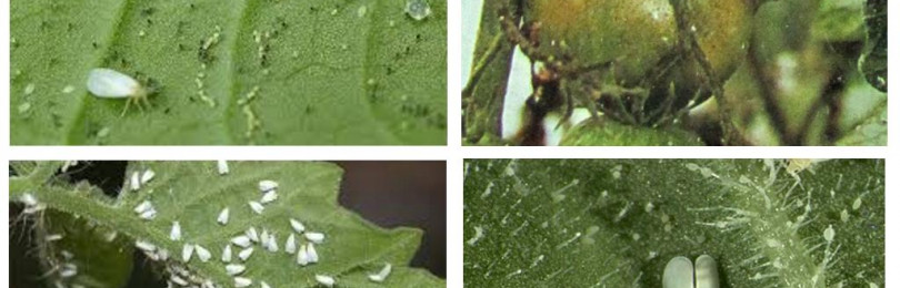 Белокрылка в теплице: как избавиться на помидорах, огурцах, на комнатных растениях, средства