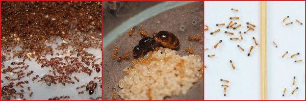 Непрошеные мелкие соседи. откуда берутся муравьи в доме и как избавиться от них навсегда?