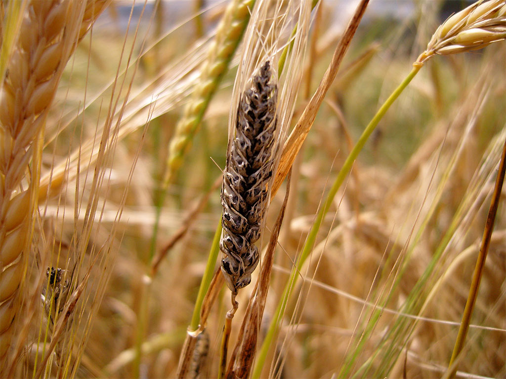 Шведская муха на озимой пшенице: фото, влияние на снижение урожая, как бороться, другие вредители, которые жрут пшеницу (долгоносик, клоп черепашка, трипс)