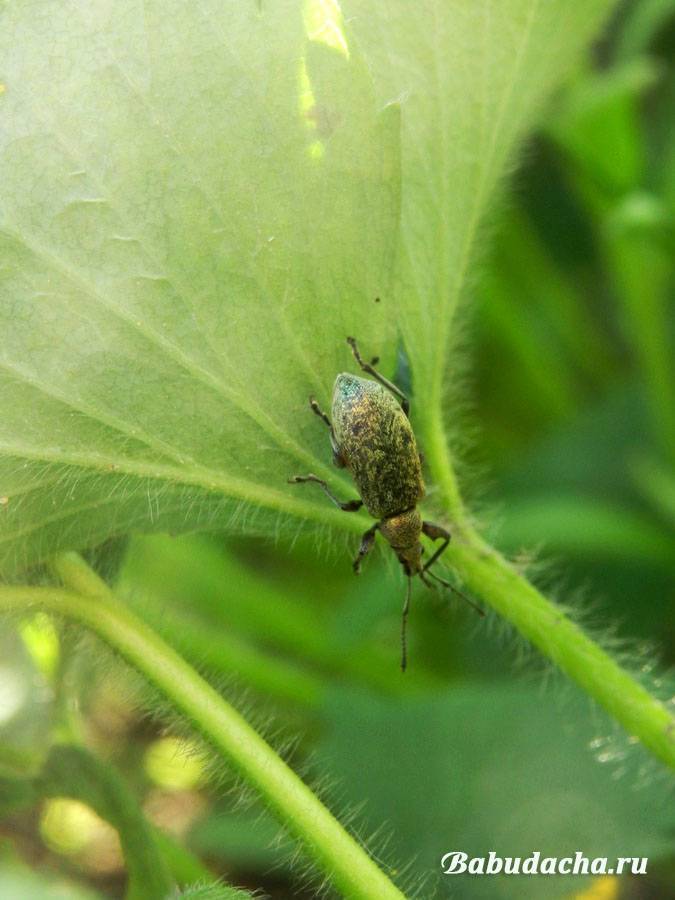 Долгоносик на клубнике — как бороться с вредителем, чем обрабатывать клубнику и средства для избавления от насекомых (105 фото)