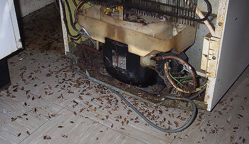 Как найти гнездо тараканов в квартире: где они живут и где прячутся