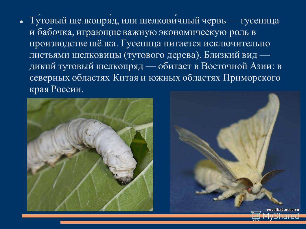 Непарный шелкопряд: фото, меры борьбы с гусеницами