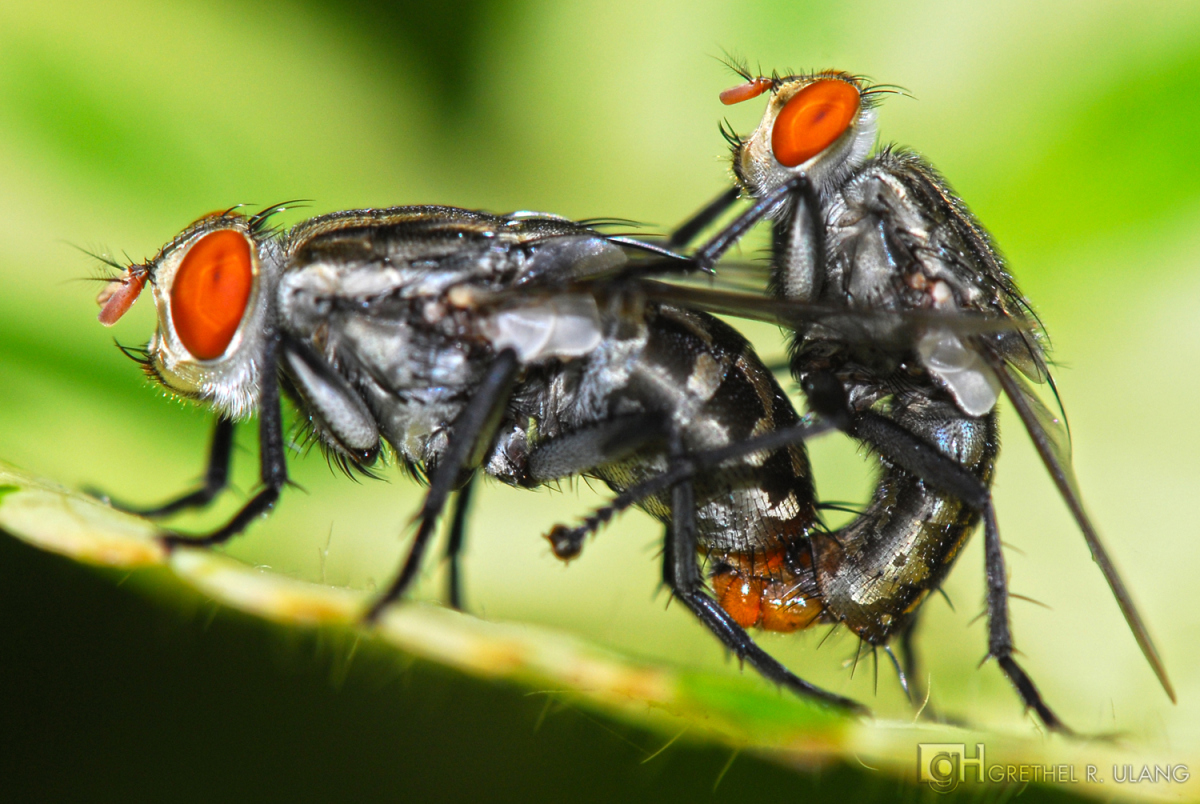 Чем питаются мухи в домашних условиях и в природе