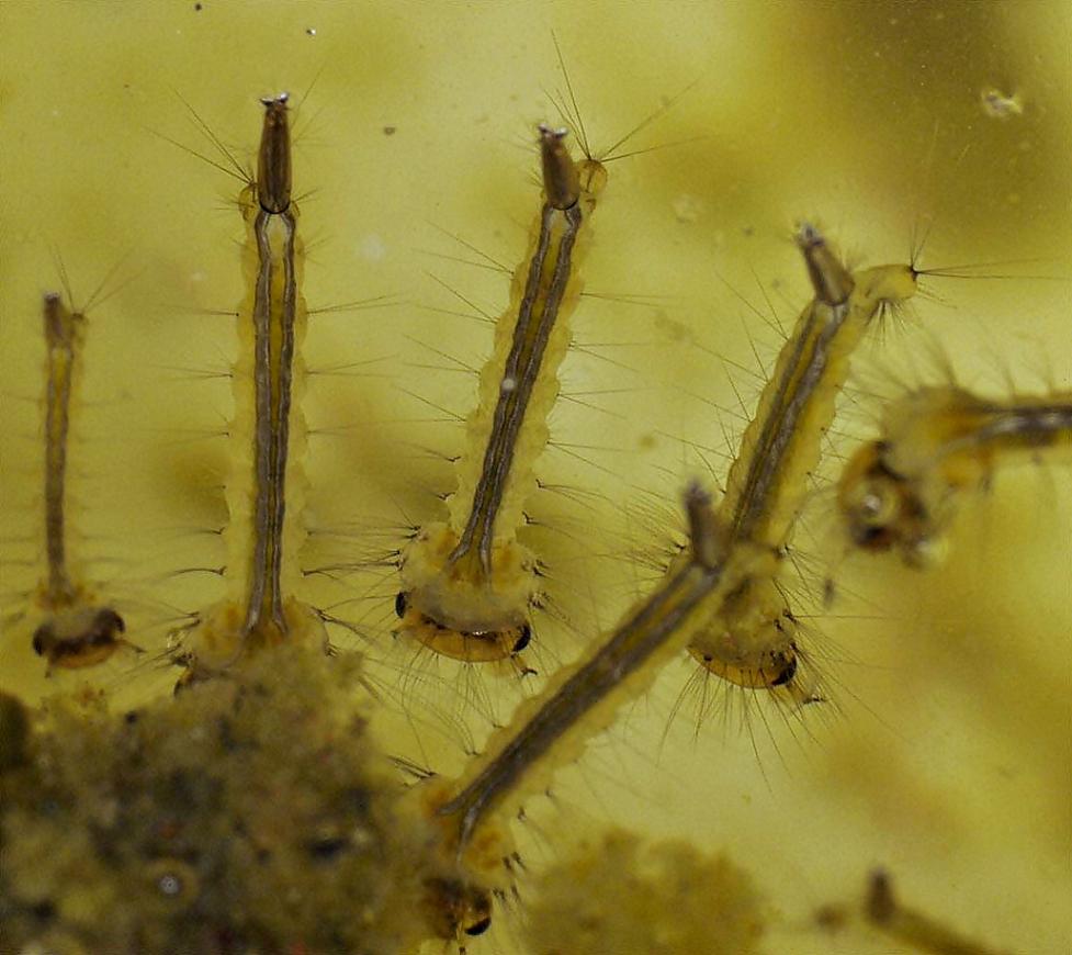 Какие животные едят комариные куколки и яйца: стрекозы и птицы