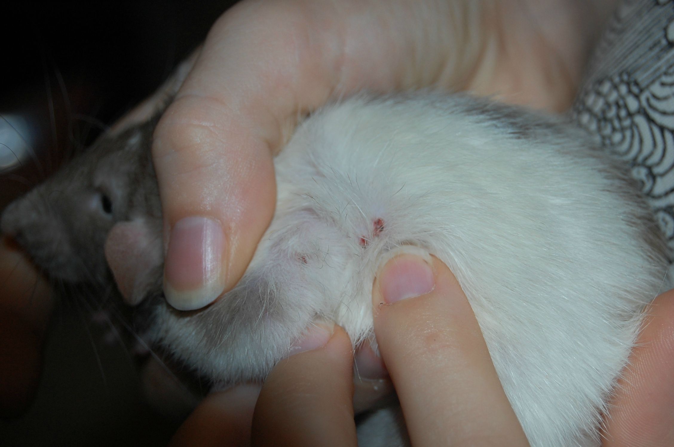Блошиный дерматит у кошек: лечение в домашних условиях, симптомы с фото