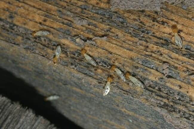 Белые муравьи в квартире: как избавиться и причины появления. термиты. как избавиться от термитов? как избавиться от термитов деревянном доме
