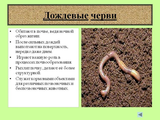 Дождевые черви (земляные) польза и вред для растений