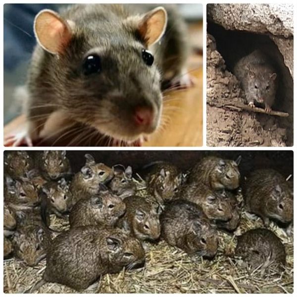 Как вывести крыс из сарая: народные средства, применение химикатов и другие способы избавиться от грызунов
