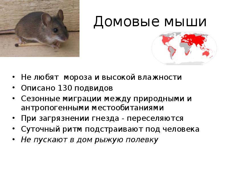 Мышь полевка – фото, описание, ареал, питание, популяция