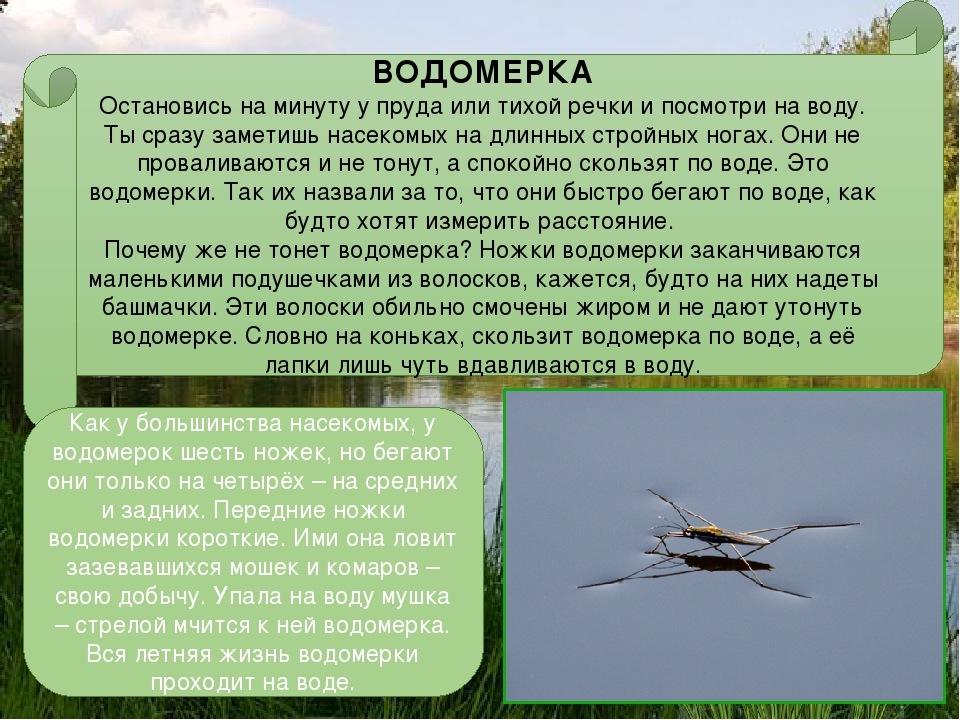 Клоп водомерка - особенности жизнедеятельности и среда обитания