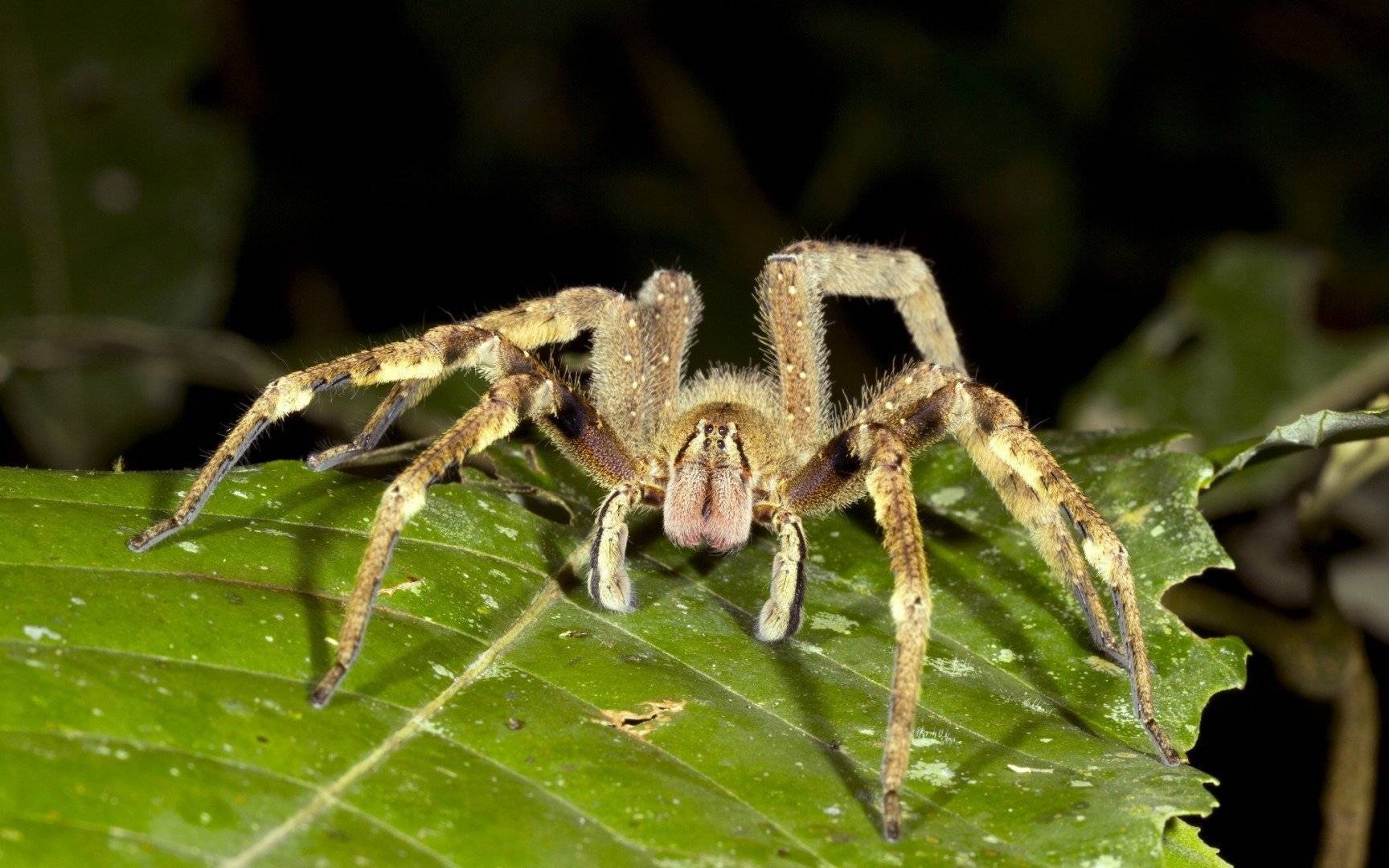 Бразильский странствующий паук: как распознать, что делать при укусе