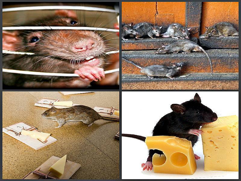 Мумифицирующая отрава для крыс и мышей: как работает это средство и отзывы о его применении