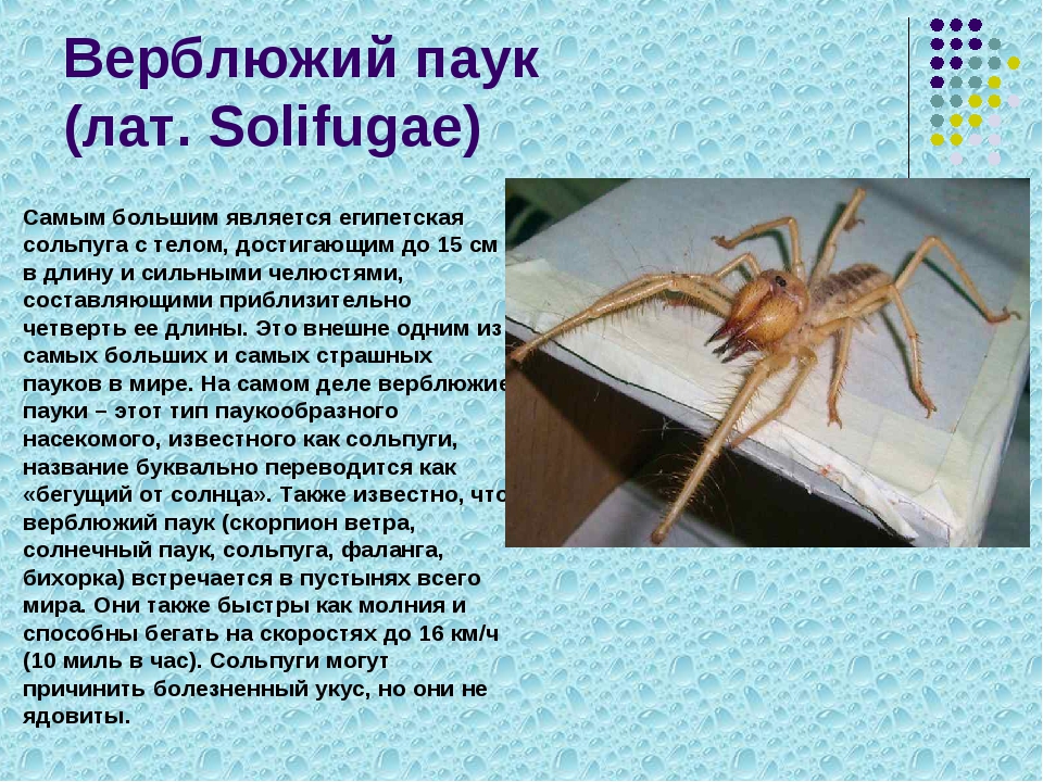 Фаланга паук: как выглядит верблюжий паук, где обитает в россии, описание и фото