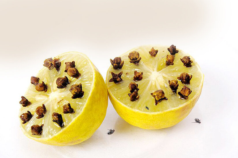 Лимон и гвоздика от комаров. отзывы: помогает ли средство «лимон с гвоздикой» от комаров