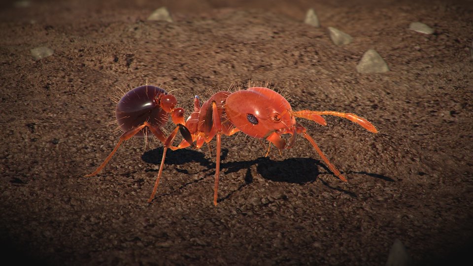 Огненные красные муравьи – фото и описание