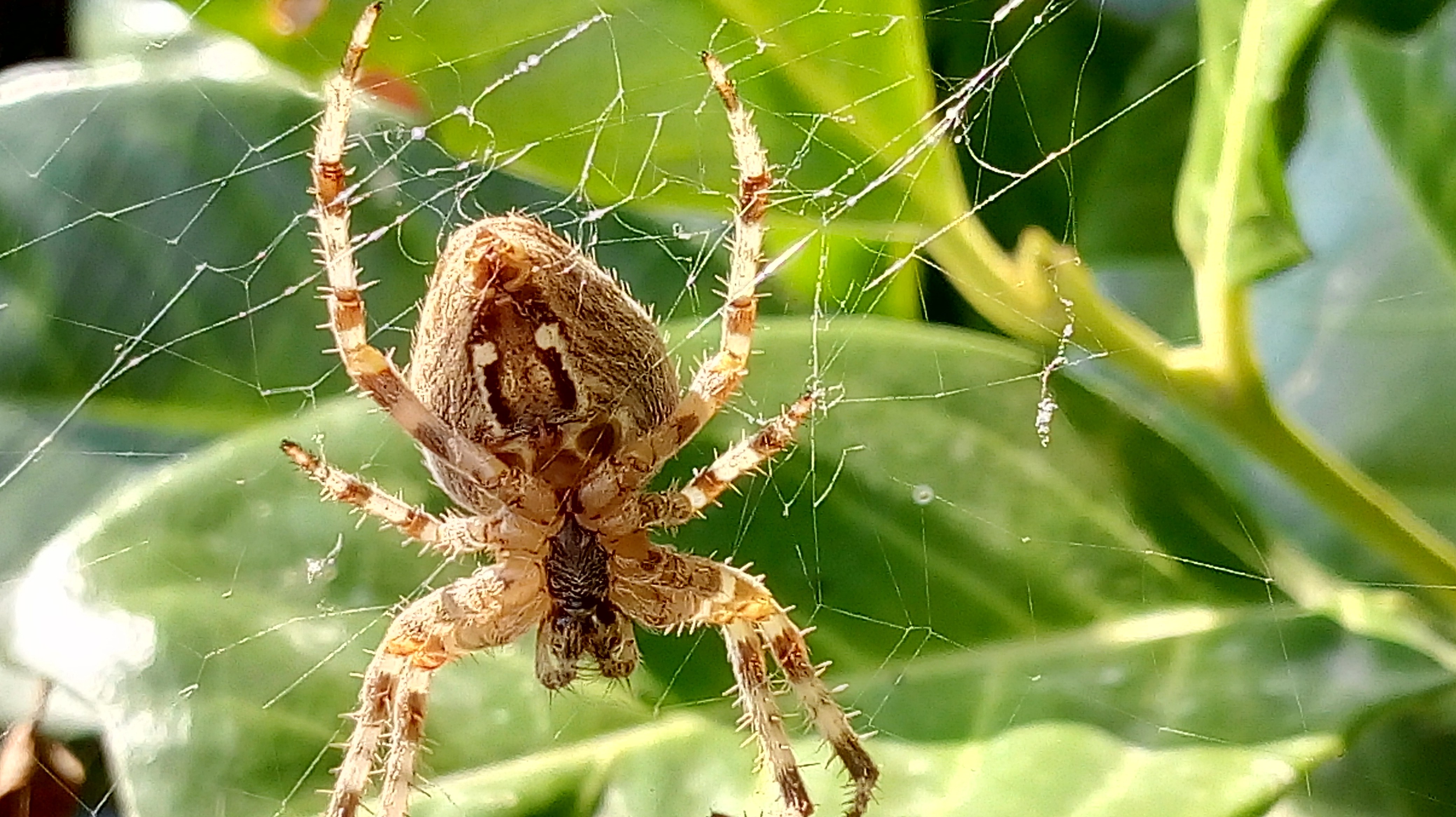 Класс паукообразные – паук-крестовик, строение и особенности поведения