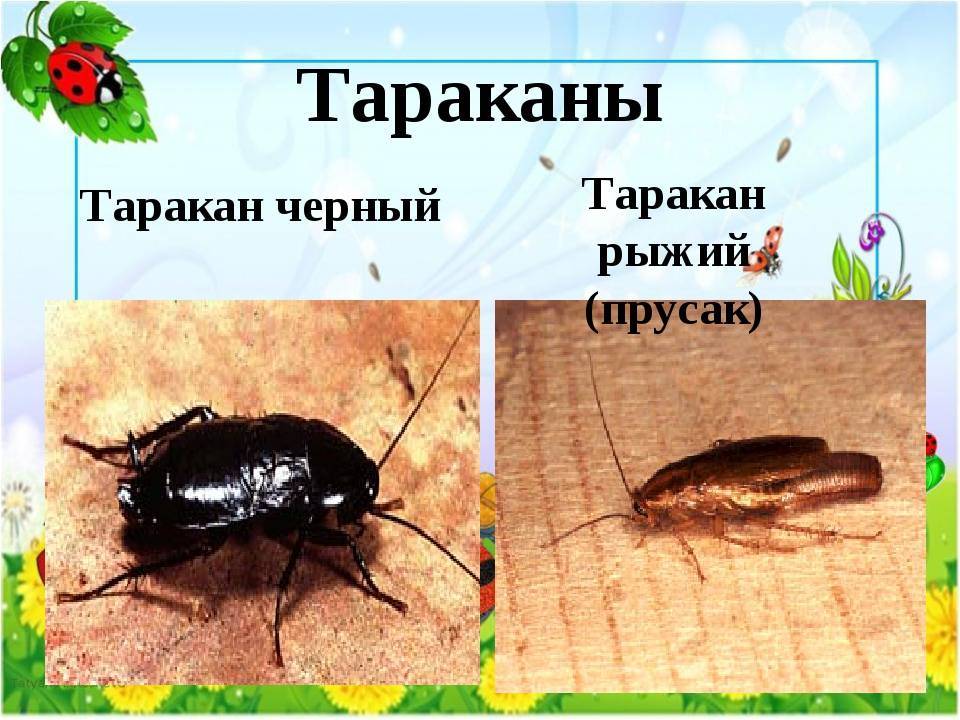 Тараканы: описание и строение насекомого, как выглядит на фото, виды, среда обитания, особенности питания и размножения русский фермер