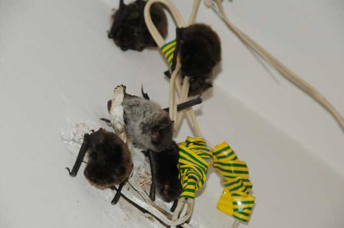 Могут ли мыши лазить по потолку