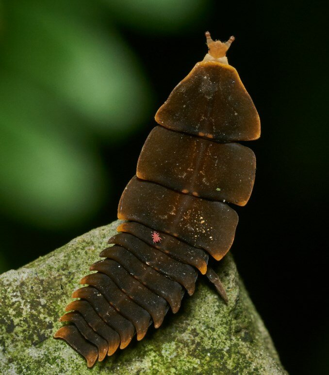 Жуки-гиганты и другие удивительные насекомые - экстремально - медиаплатформа миртесен