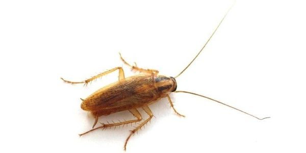 Почему появляются тараканы: причины появления в квартире