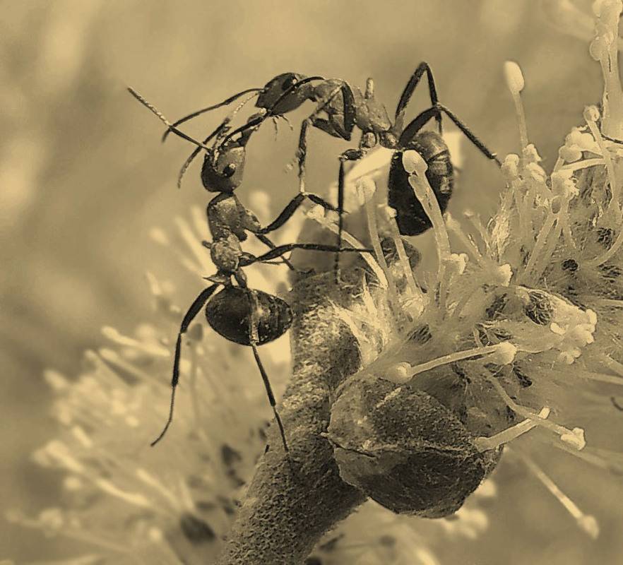 Сколько живет муравей: с чем связана продолжительность жизни