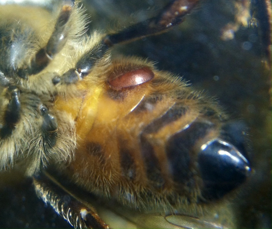 Паралич пчел признаки и лечение – советы начинающим пчеловодам