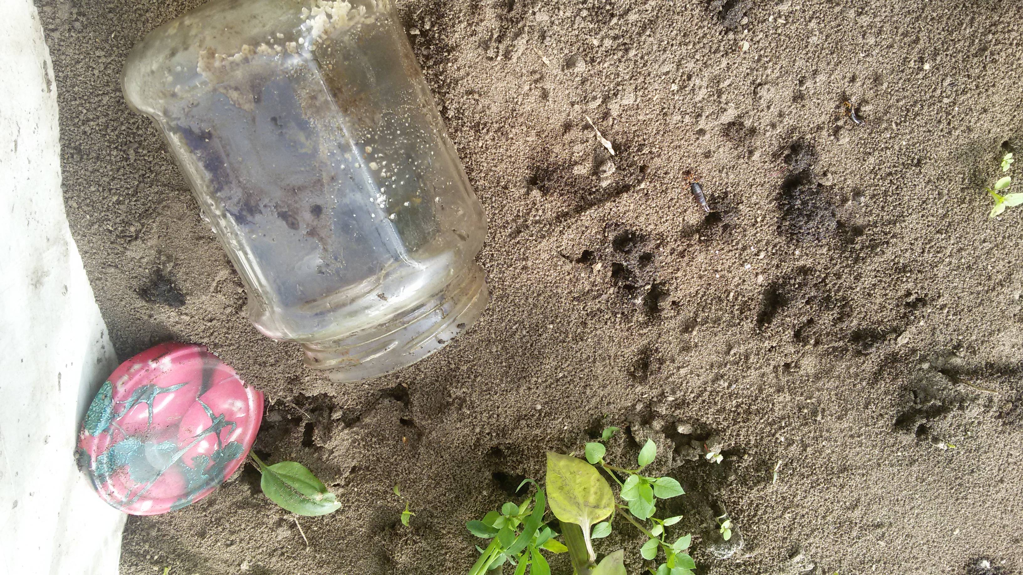 Как вывести муравьев с огорода