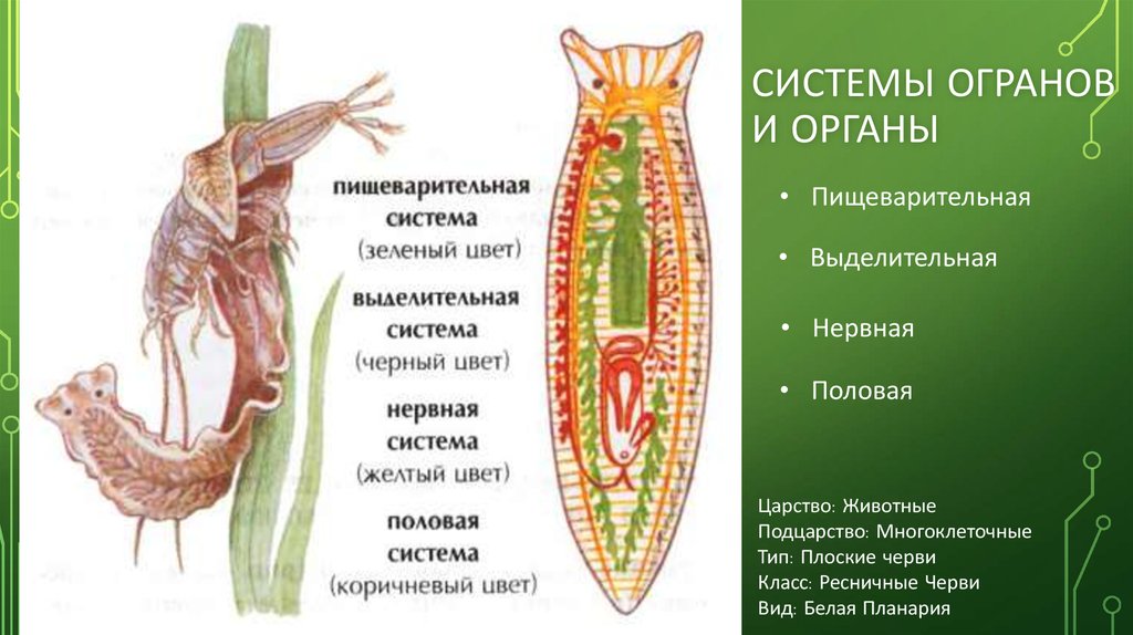 Тип плоские черви. белая планария | биология  | современный урок