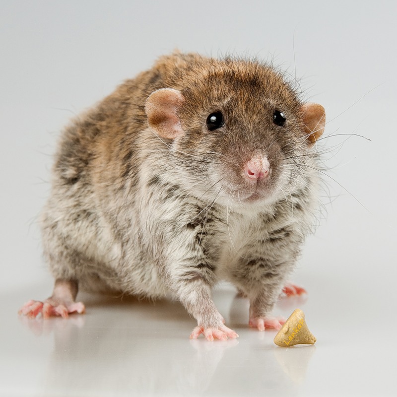 Виды и породы домашних декоративных крыс