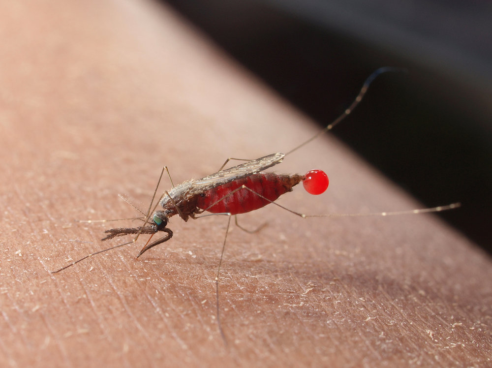 Укус малярийного комара – как распознать укус, признаки, последствия | rvdku.ru