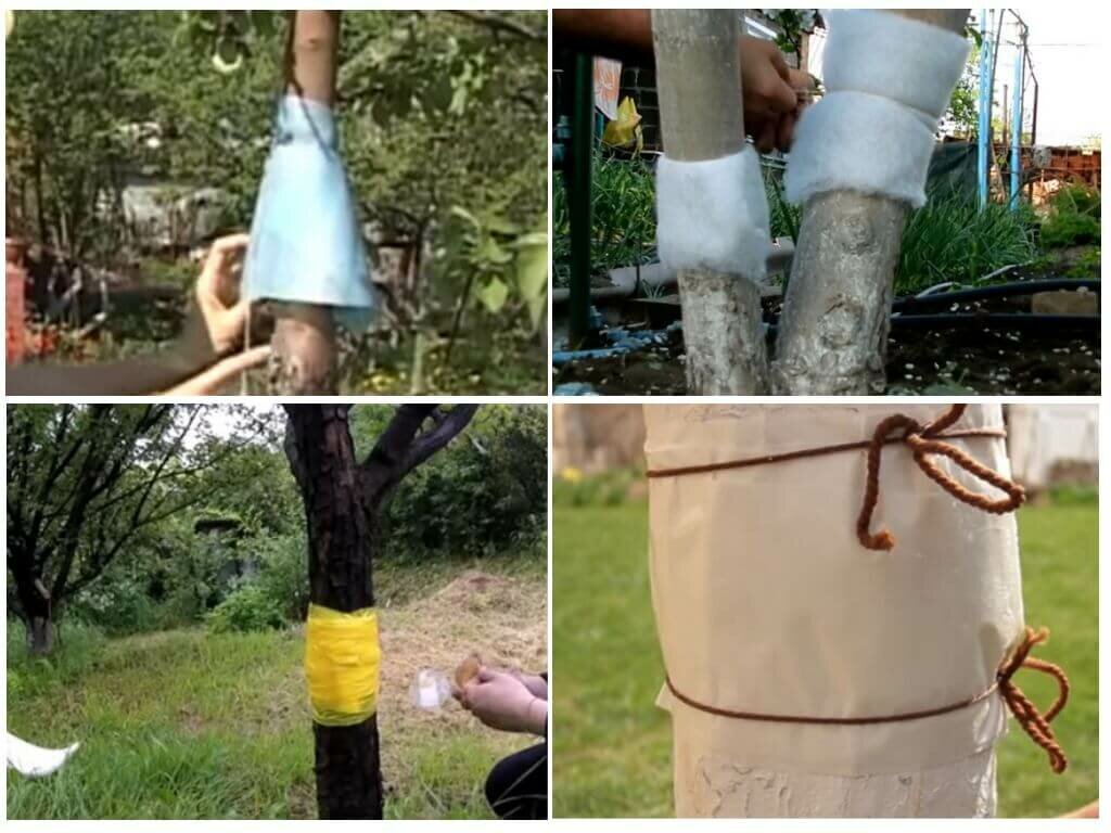 Ловушки для муравьев на деревьях своими руками. ловчие пояса для яблонь — защита от вредителей