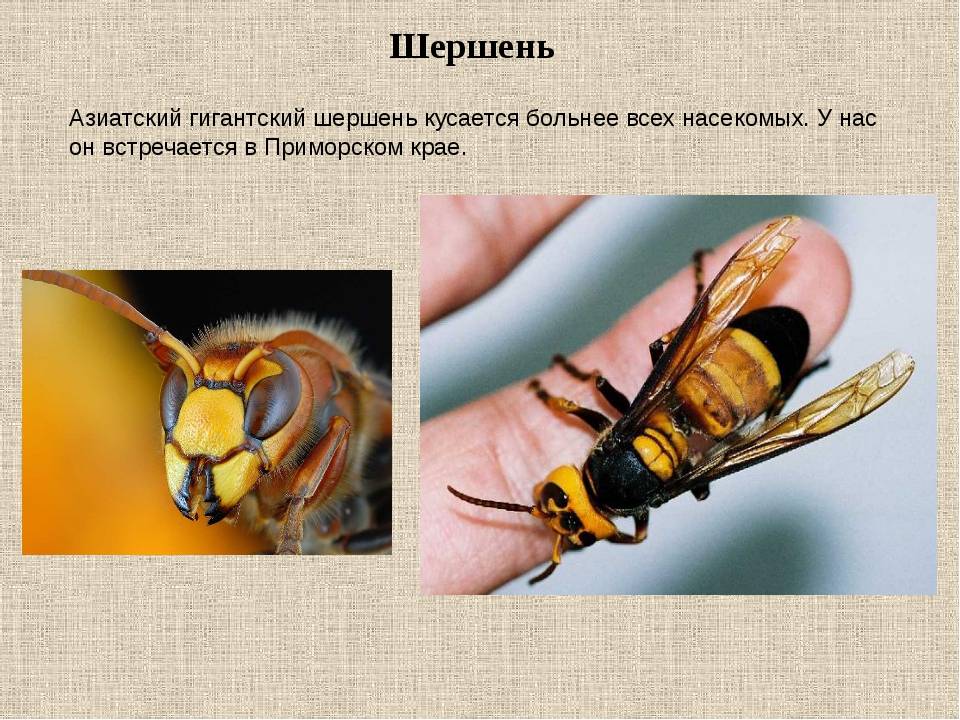 Отличия осы и шершня