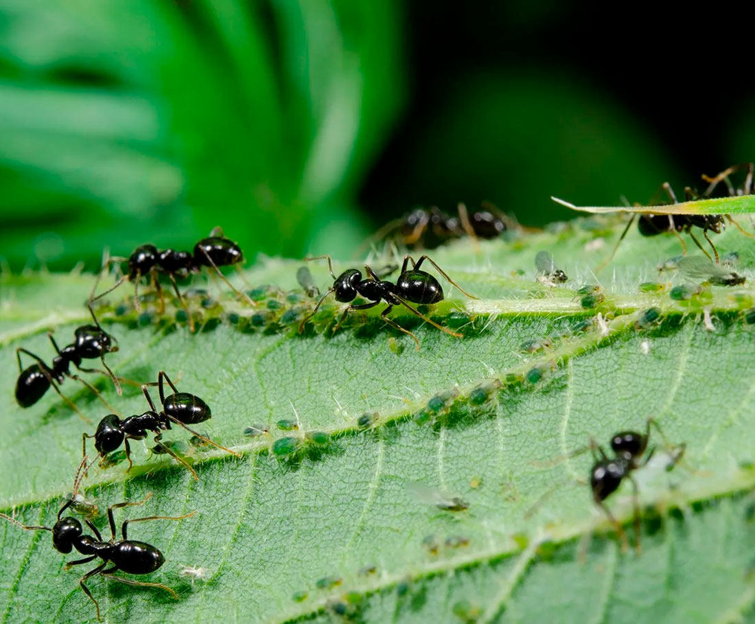 Как избавиться от муравьёв на смородине народными и магазинными средствами