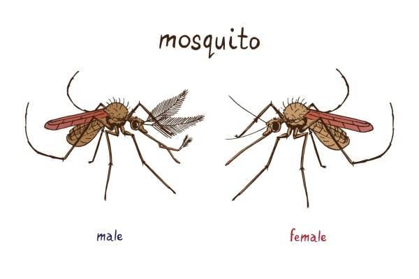 Чем питается комар? обзор предпочтений насекомого в зависимости от пола и стадии развития