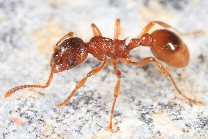 Рыжий или малый лесной муравей — особенности и описание.