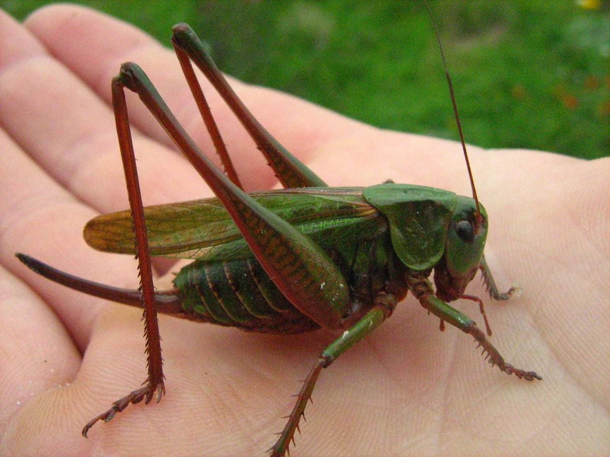 Сверчок – фото и описание стрекочущих насекомых