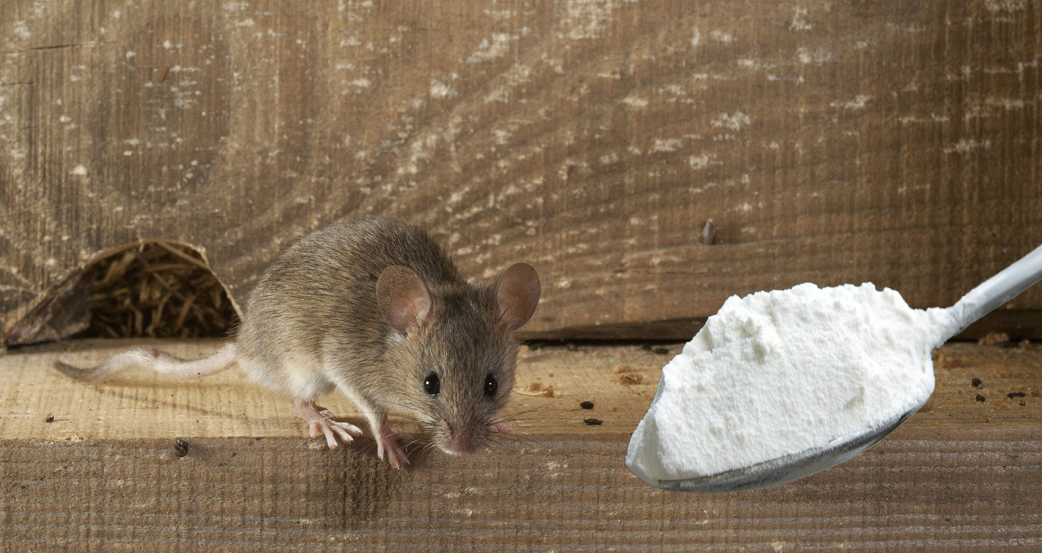 Сдохла мышь под полом − как избавиться от запаха