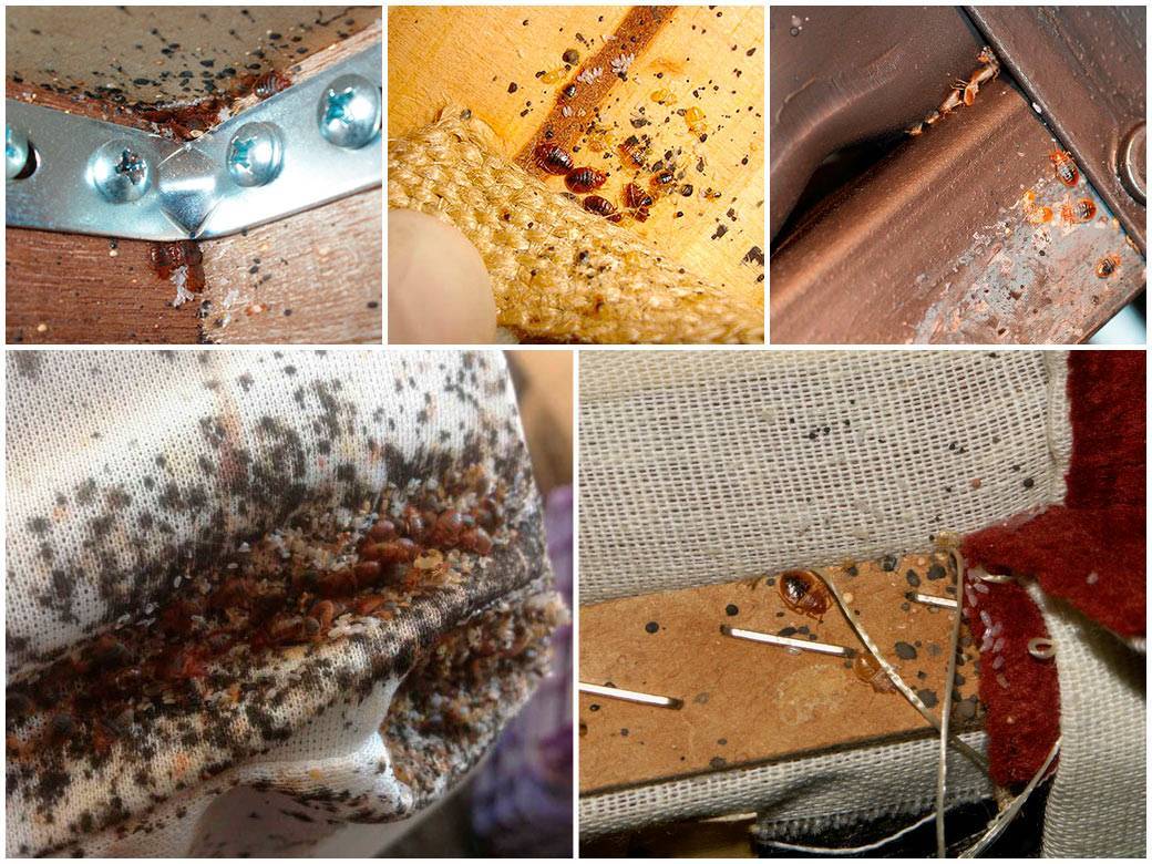 Где живут клопы: как обнаружить насекомых в квартире, могут ли они жить в одежде и диване