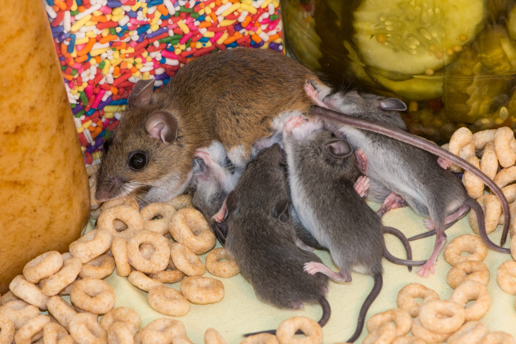 Узнаем чем мышь питается? что едят мыши в природе?