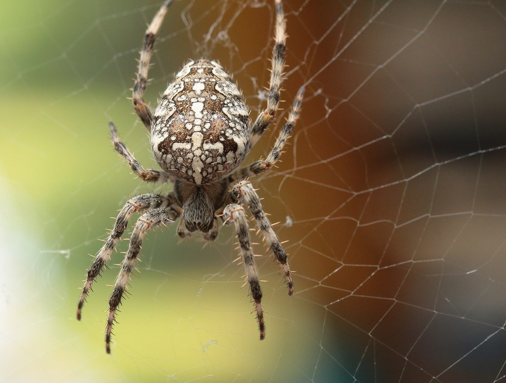 Интересные факты о пауке-крестовике, его строении, внешний вид и уровень ядовитости укуса