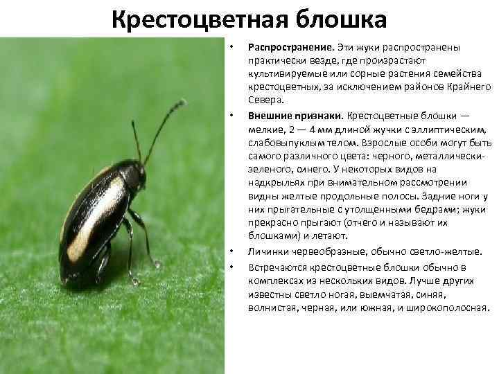Как бороться с вредителями капусты народными средствами? :: syl.ru