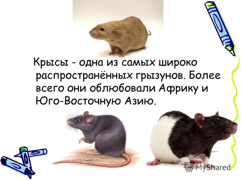 Интеллект крыс, правда ли, что крыса умеет думать