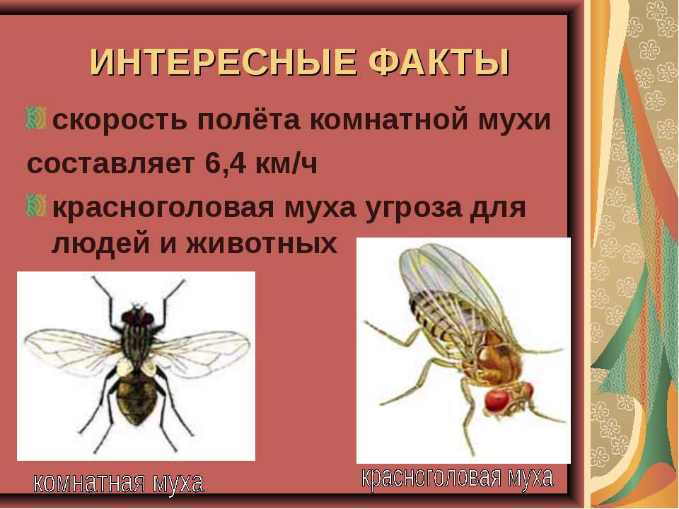 Высота и скорость полета мухи: исследования биологов