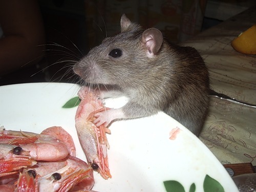 Чем кормить декоративных крыс?
