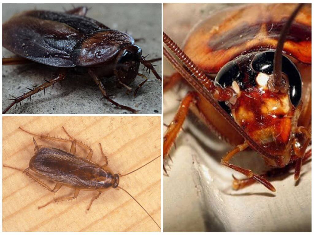 Сколько живет таракан без головы и может ли он вообще так жить?