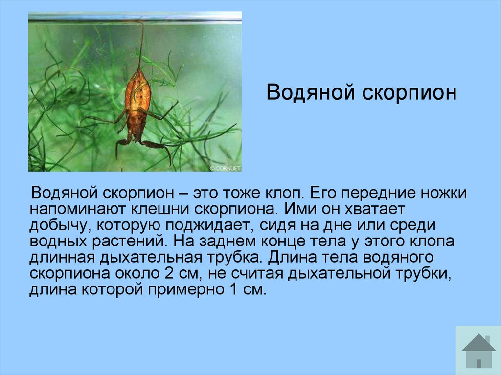 Кто такой водный скорпион: удивительный хищный клоп, живущий под водой