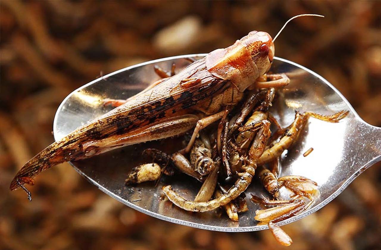 Интересные факты о тараканах: в каких странах их разводят для приготовления еды и лекарств